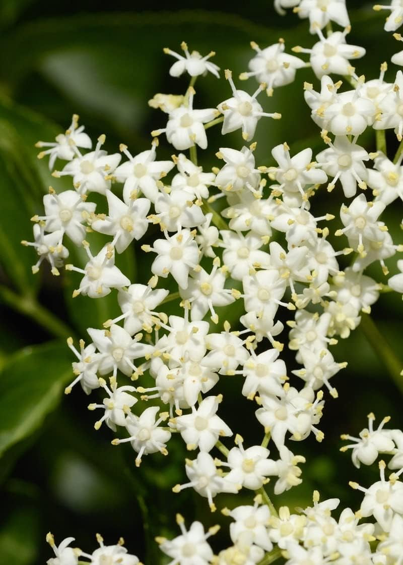 50 Samen Von Sambucus Nigra (Holunder Oder Schwarzer Holunder)