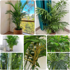 Goldfruchtpalme, Sträucher Dypsis Lutescens, Stauden Winterhart Mehrjährig Exotische Blumensamen Exotische Winterhart Zimmerpflanzen 25Samen