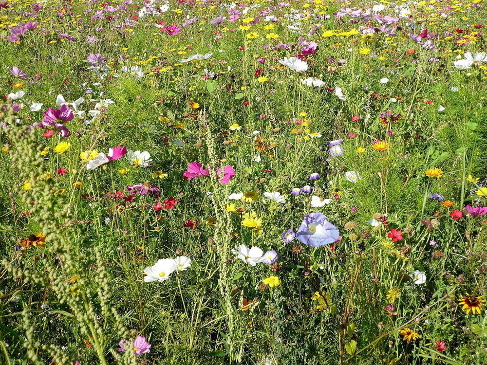 Wild bee and bumble bee pasture flower mix, over 1000 seeds