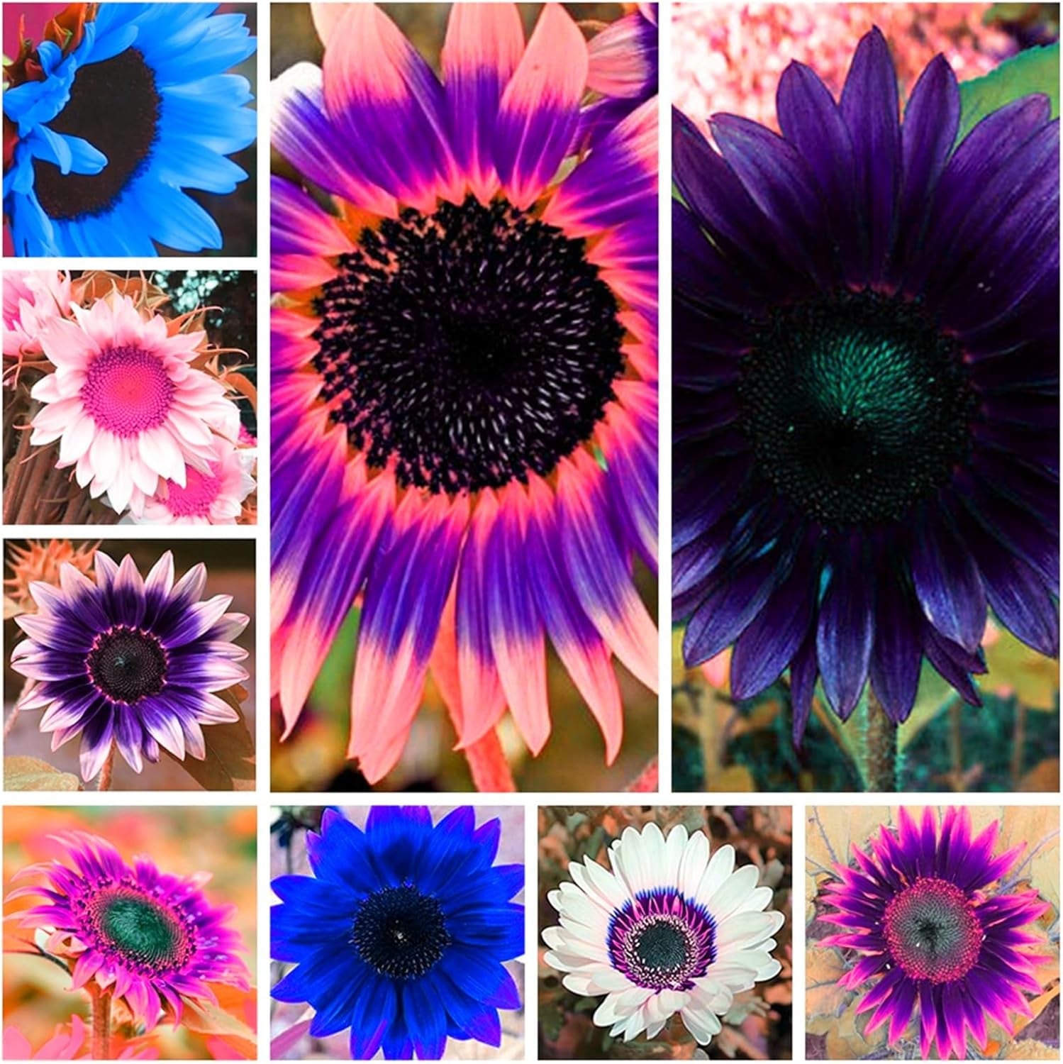 Flower Bulb Mix, Mystery Magic Bulb, Hardy Planting, Winter Hardy Perennial Flower Bulb, Hardy Bulbs - 3 Orchid Bulbs