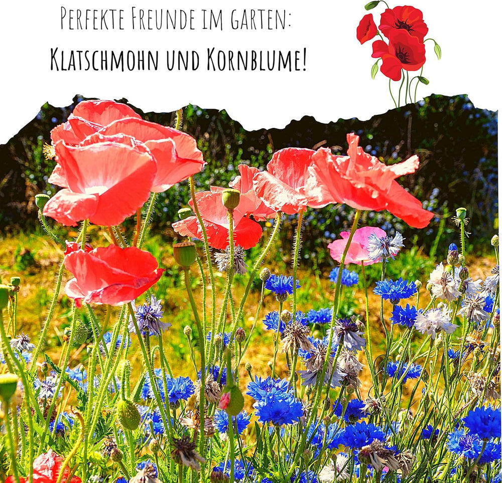 Klatschmohn Samen (Papaver Rhoeas) - Wunderschön Blühende Mohnblumen Mit Langer Blütezeit Für Eine Bunte Blumenwiese (Mix)
