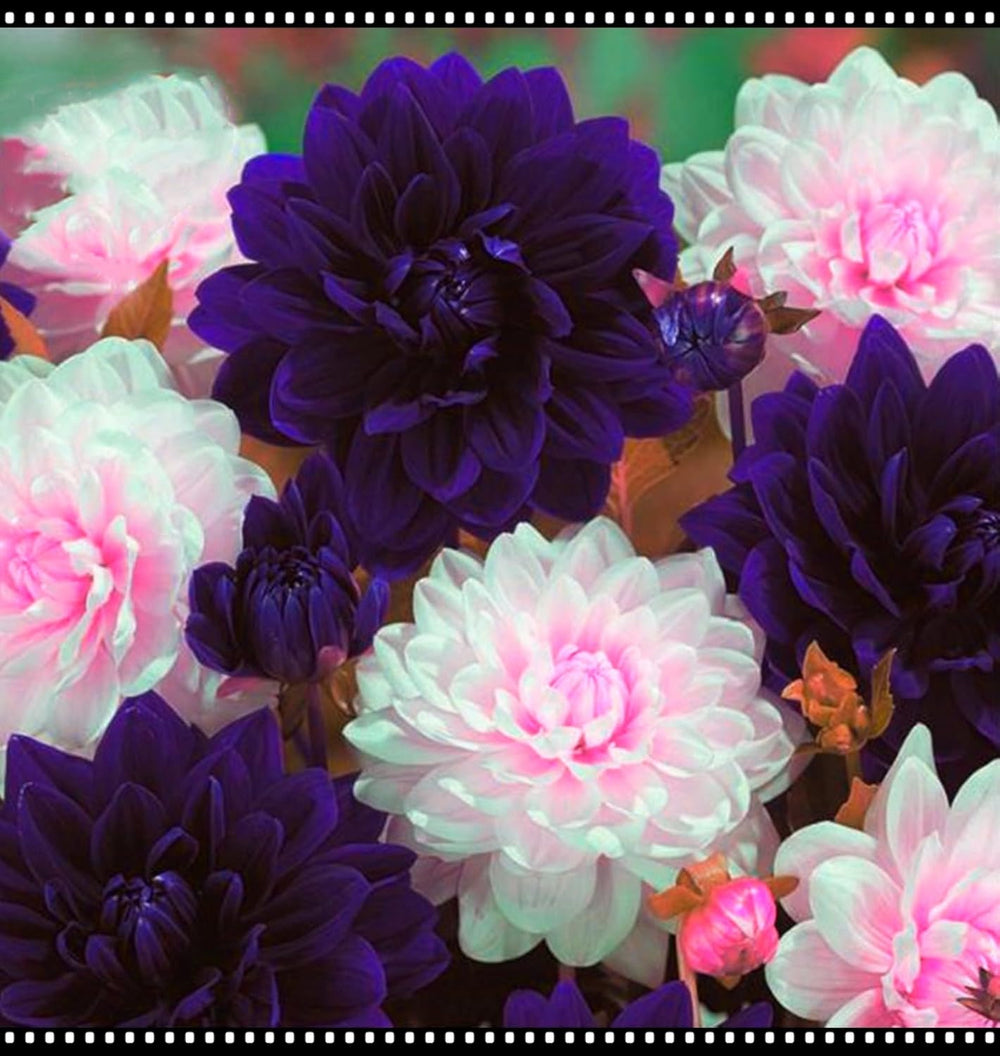 Blumenzwiebel Mix, Winterhart zwiebeln, Winterhart pflanzen, Mehrjährige Blumenzwiebel ist winterhart, Mysteriöse magische Glühbirne-4 Pflanzen Funken Hosta Rhizom