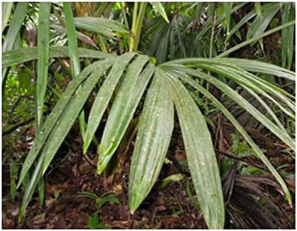 Stk - 10X Asplundia Sp. Escudo Ziersträucher Garten Pflanzen - Samen ID636 -