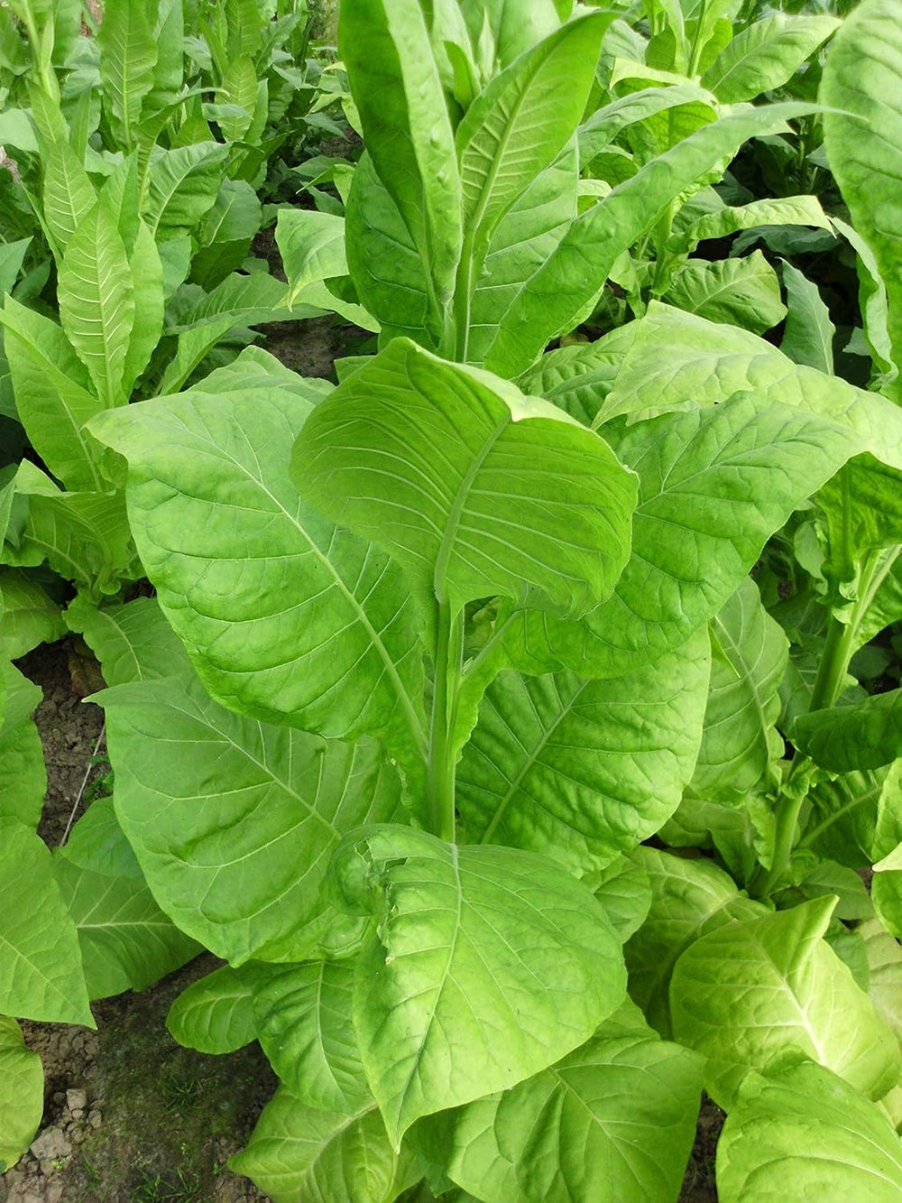 Tobacco Seeds 5x1000 Genuine Smoking Tobacco 5 Varieties Virginia, Red Front, Orient Xanthi, Baden Geudertheimer Fresh. Harvest 2025