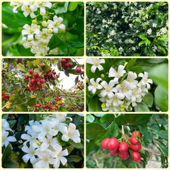 Murraya Exotica, Kräutergarten Kräutersamen, Balkonpflanzen Winterhart Immergrüne Sträucher Nachhaltige Geschenke 250Samen