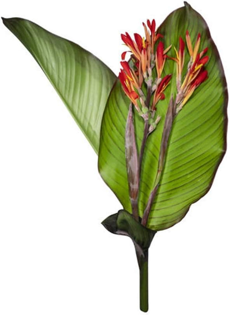Canna Speciosa -Südamerikanische Canna -20 Samen -Direktimport/Indien !
