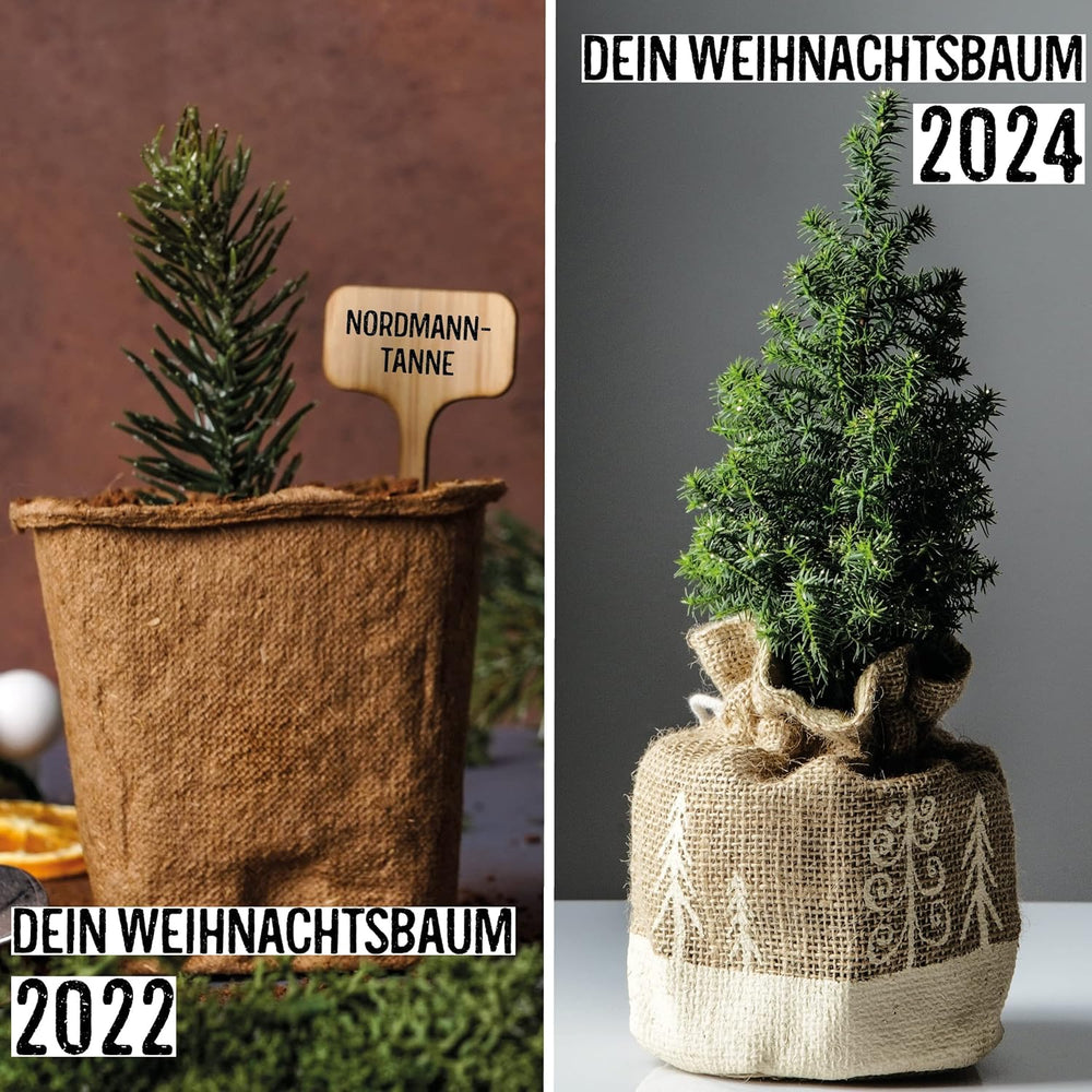Christmas Tree 2030 - Nordmann Christmas tree seeds for planting a Christmas tree, ideal as a Secret Santa Christmas gift