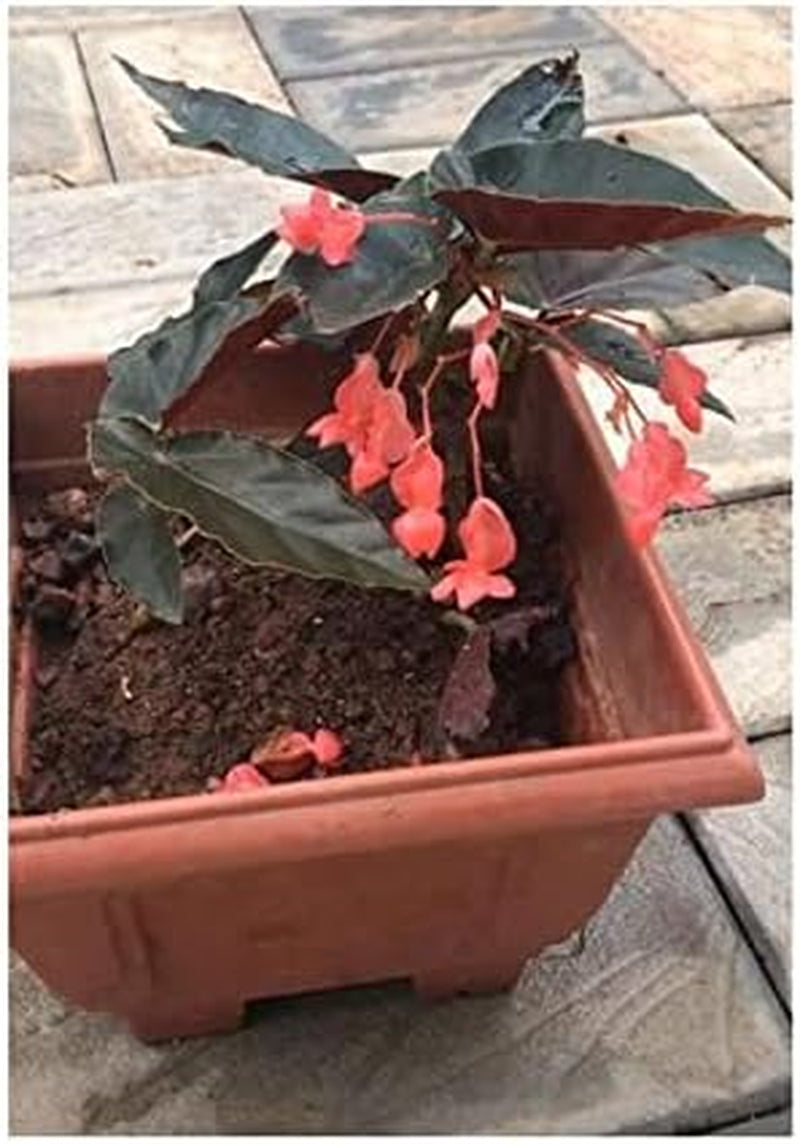 Stk - 10X Begonia Coccinea Ziersträucher Garten Pflanzen - Samen ID331 -