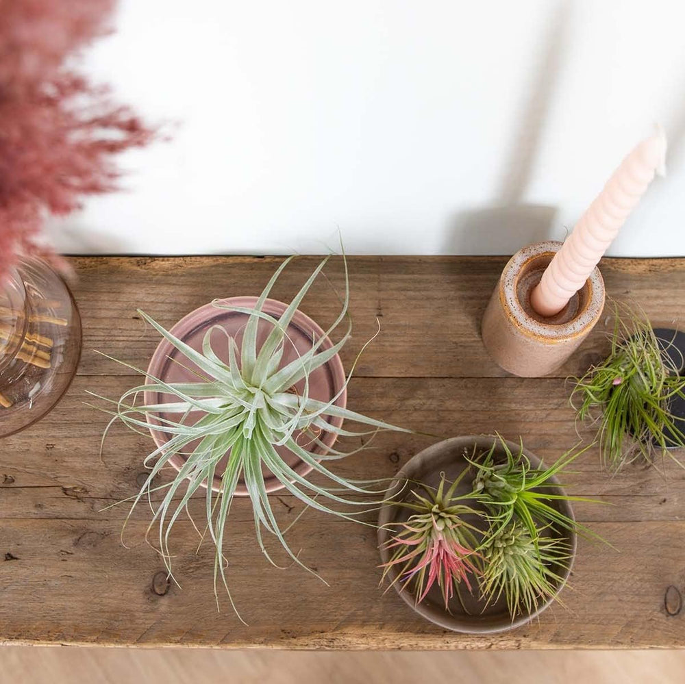 Bloomique - 5Er Mix - Tillandsia - Tillandsien - Luftpflanzen Echt - Sehr Pflegeleicht - Höhe 5-15 Cm