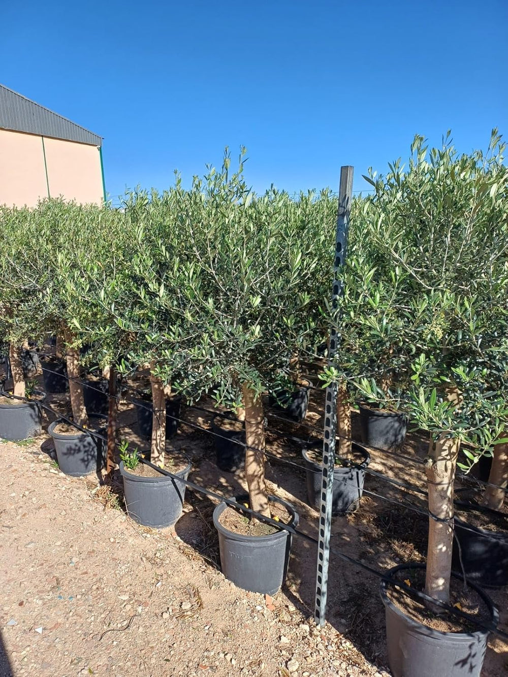 Sunny Tree Olivenbaum Olive '25 Jahre' 160 Cm, A+ Qualität, Winterhart, Olea Lechin Winterhart -18