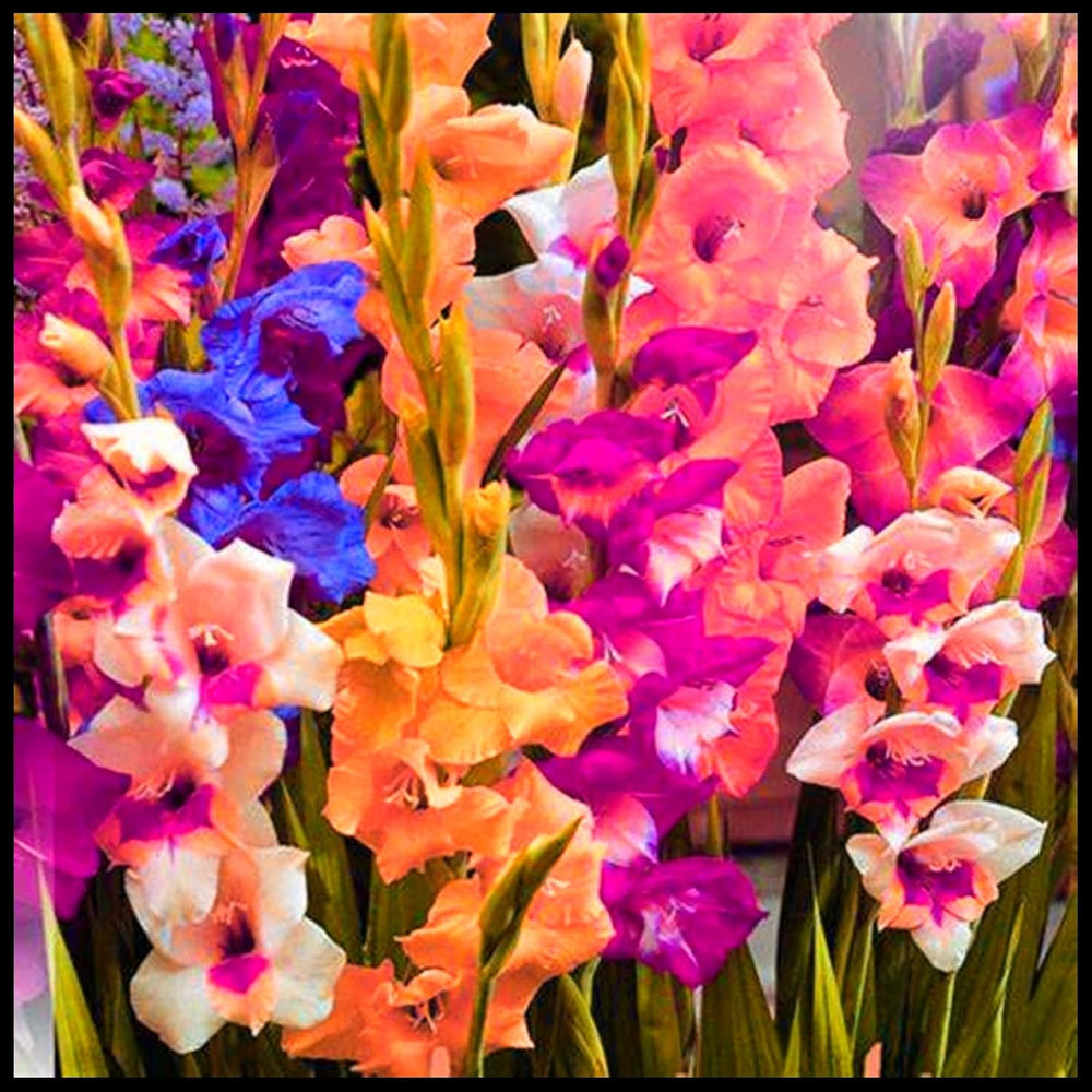 Blumenzwiebel Mix, Winterhart zwiebeln, Winterhart pflanzen, Mehrjährige Blumenzwiebel ist winterhart, Mysteriöse magische Glühbirne-4 Pflanzen Funken Hosta Rhizom