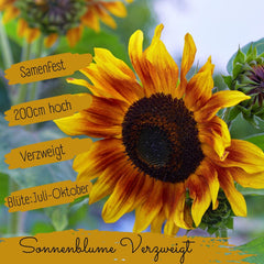 Organic sunflower seeds, branched, 20 sunflower seeds with a high germination rate, sunflower seeds for the garden, balcony, flowerbed or guest gift. Free pollinated flower seeds.
