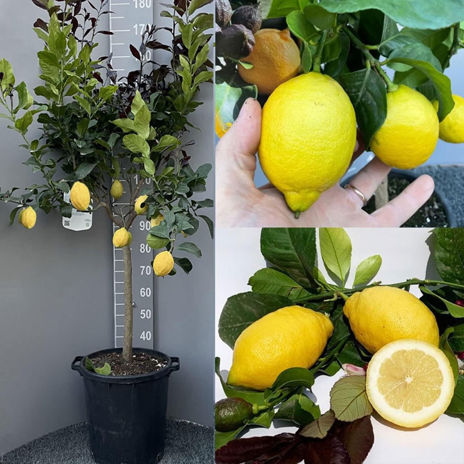 SAVINI VIVAI Zitronenpflanze, Zitrusbaum, Johannisbrotbaum, Zitronensetzling Im 20 Cm Topf, Höhe 70 Cm, 2-3 Jahre Veredelung, Hergestellt in Italien