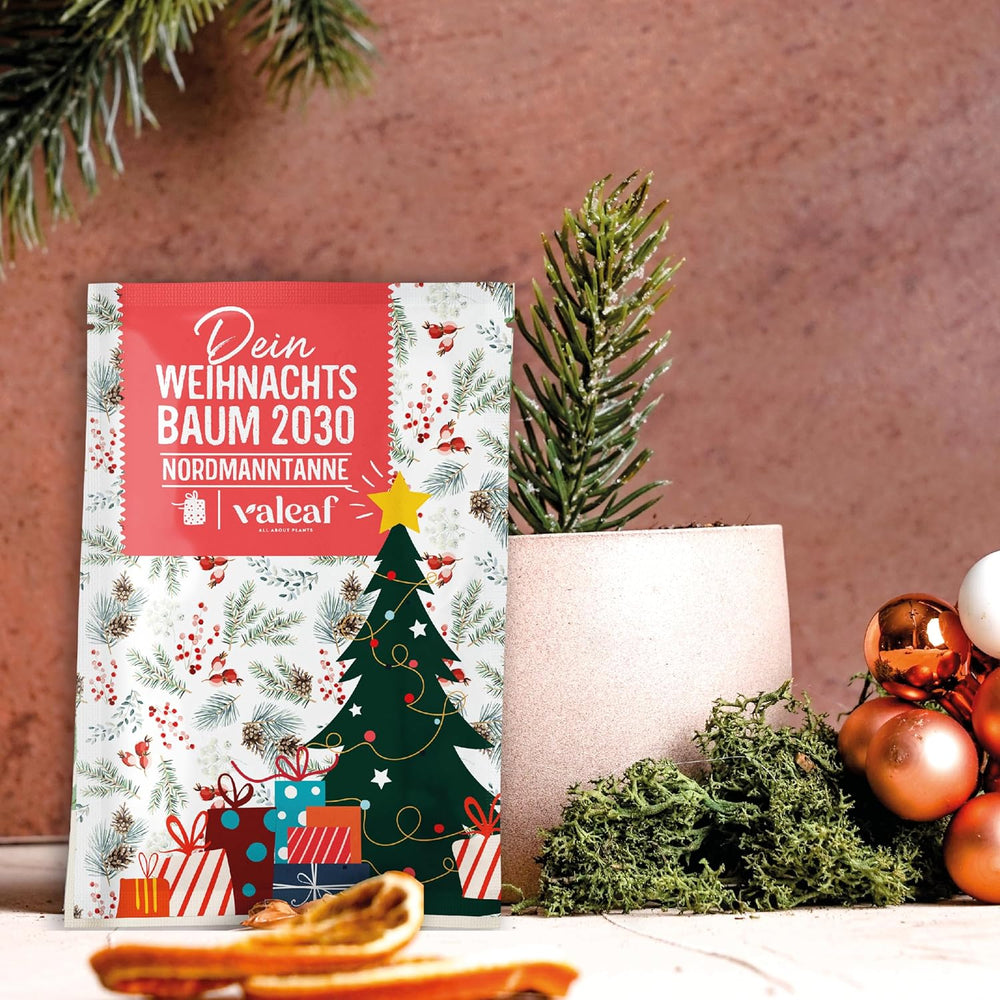 Christmas Tree 2030 - Nordmann Christmas tree seeds for planting a Christmas tree, ideal as a Secret Santa Christmas gift