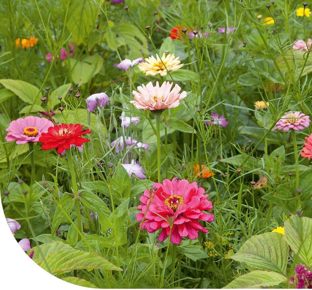 Bunte Insektenfreundliche Wildblumensamen Mischung - 250 Gramm Für 125 M² - Einjährige & Mehrjährige Blumenmischung - Für Wildbienen, Hummeln & Schmetterlinge - Schnelle Aussaat - MRS Seeds