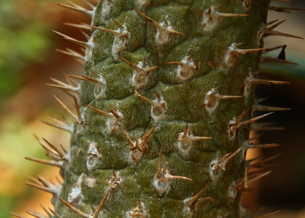SAFLAX - Geschenk Set - Kakteen - Madagascar - Palme - 10 Samen - Mit Geschenk- / Versandbox, Versandaufkleber, Geschenkkarte Und Anzuchtsubstrat - Pachypodium Lamerei