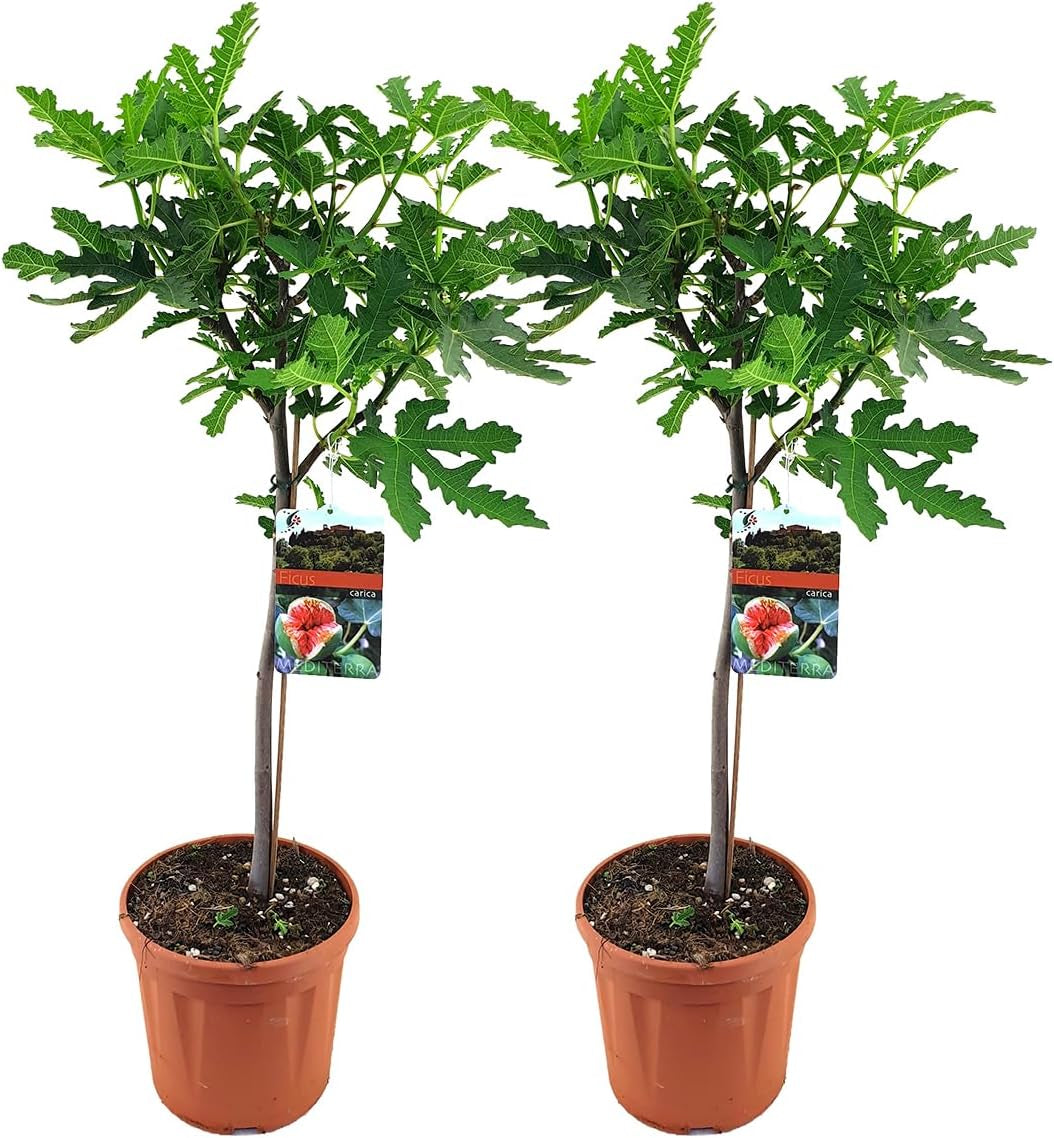Bloomique - Ficus Carica Brown Turkey - Feigenbaum - Obstbäume - Gartenpflanzen - Winterhart - 80-100 Cm Hoch - Topf 21 Cm