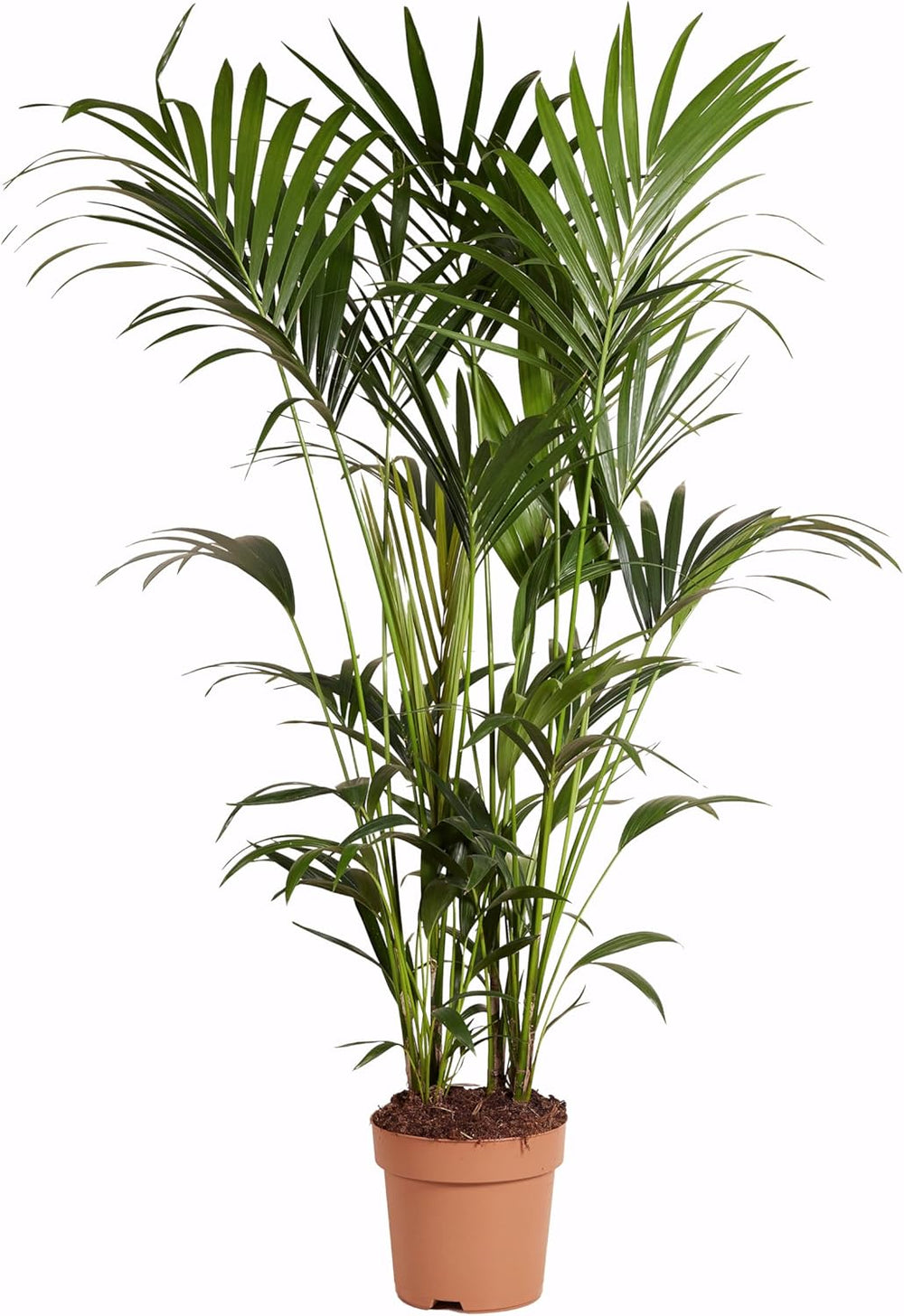 Bloomique - Howea Forsteriana - Kentia Palme - Zimmerpflanzen - Pflegeleicht - Haustierfreundlich - Höhe 90-100 Cm - Mit Rotan Korb 19 Cm