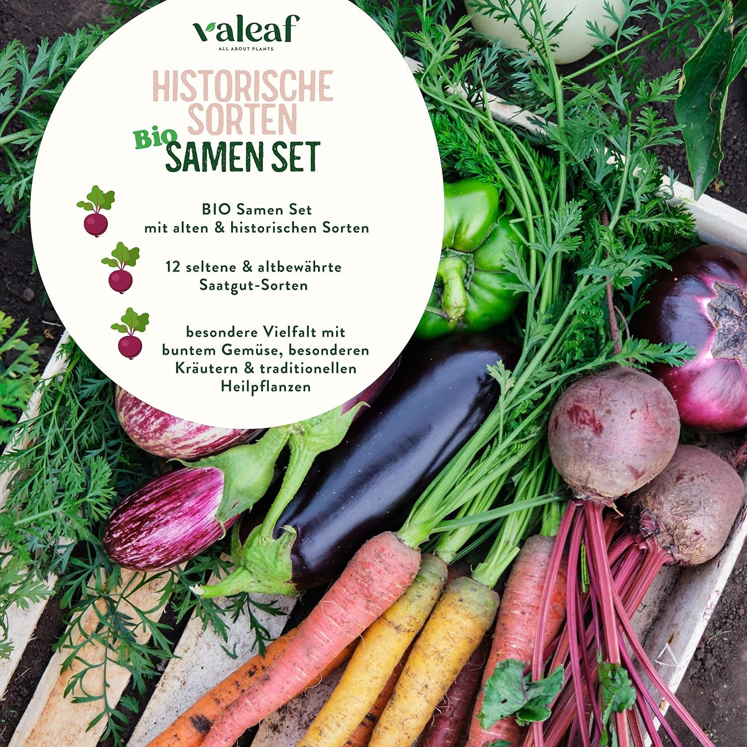 BIO Historisches Gemüse Samen Set I Seltene U. Alte Gemüsesorten Samen Im Gemüsesamen Set I Gemüse Anzuchtset I Samenfestes Saatgut I Samen Gemüse Als Gemüse Samen Set I Tolles Garten Geschenk