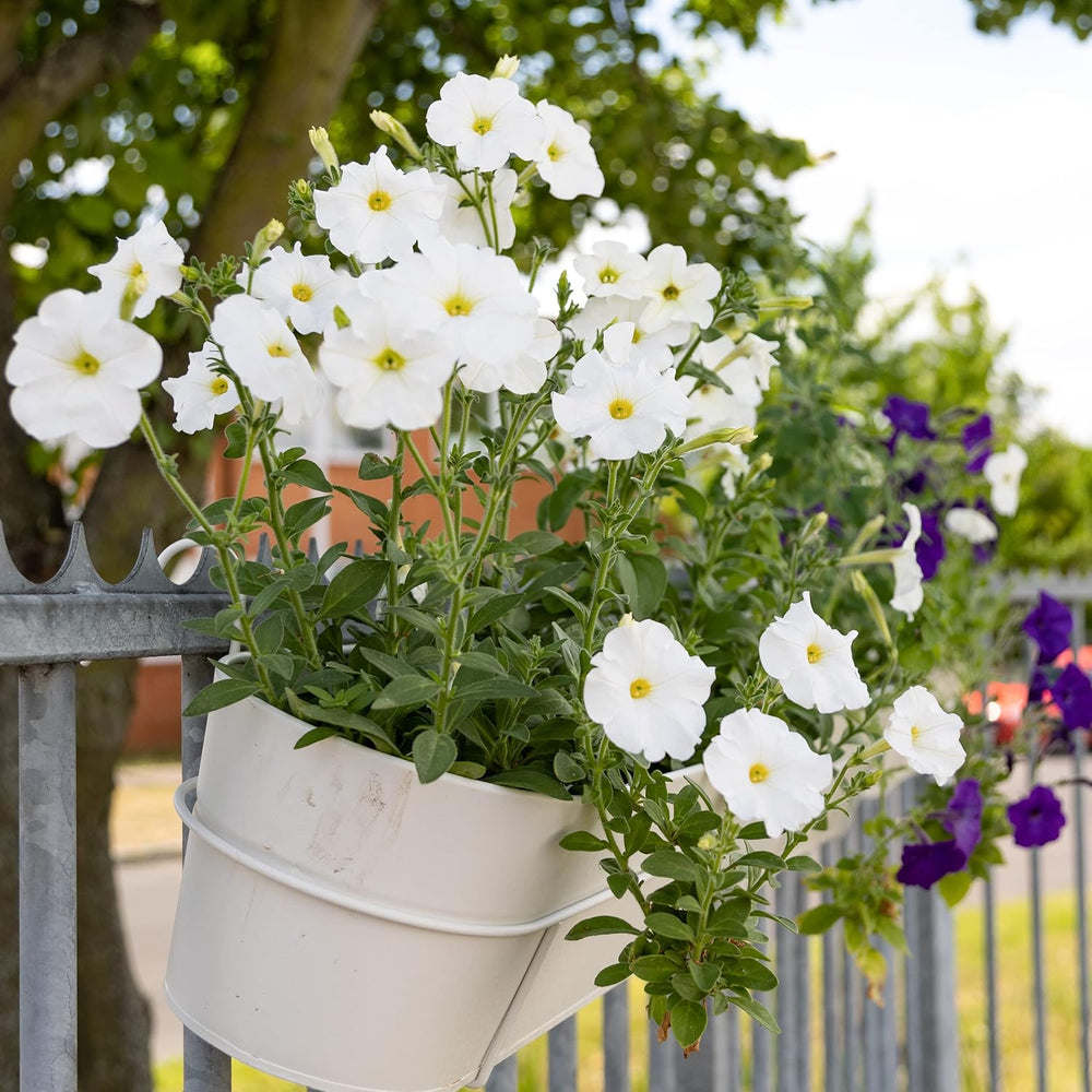 Petunia Seeds: Premium petunia seeds for around 400 petunia plants – Beautiful petunia seeds for balcony and garden plants – Flower seeds – Creeper petunia seeds – OwnGrown balcony flowers