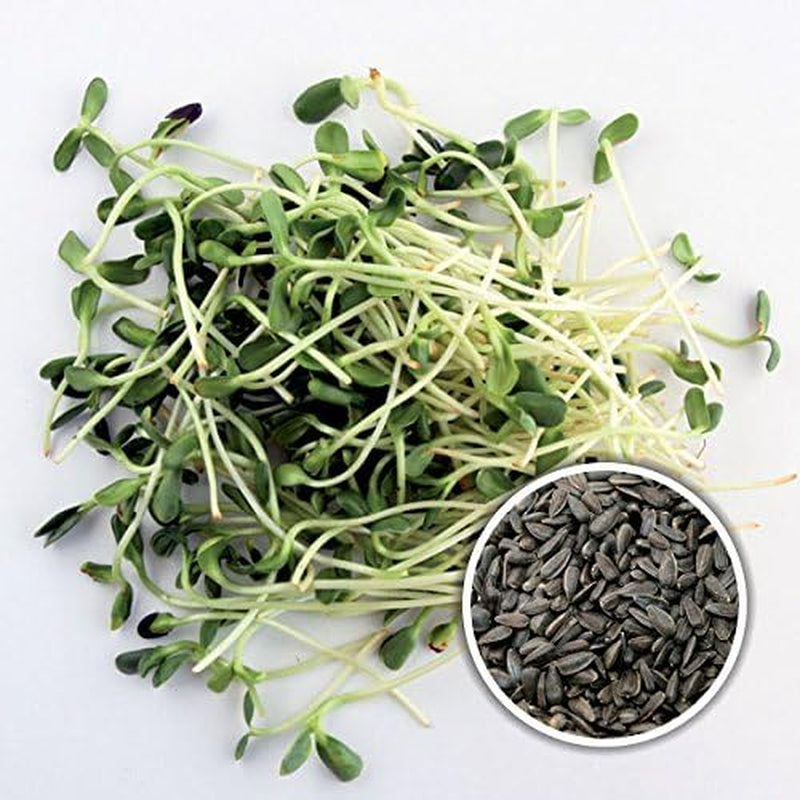 500 G BIO Keimsprossen Mischung -Vitamin Cocktail MIX- Keimsaat 5 X 100 G Samen Für Die Sprossenanzucht Rote Rüben, Mangold, Sonnenblumen, Alfalfa, Weizen Sprossen Microgreen Mikrogrün