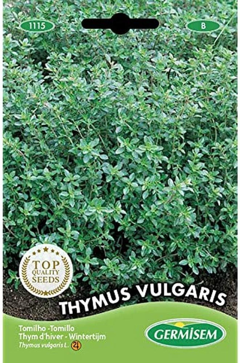 Thymian THYMUS VULGARIS, Mehrfarbig, EC1115