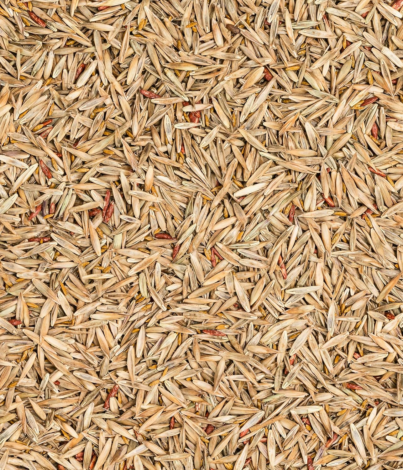 Dehner Saatgut Rasensamen, Trockenrasen, Hochwertige Saatgutmischung, Strapazierfähig/Selbstregenerierend, 750 G, Für Ca. 25 M², Natur