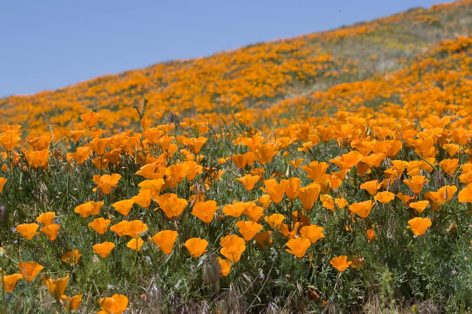 1000 California poppy seeds (Eschscholzia californica), wildflower meadow, bee pasture.