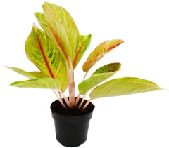 Exotenherz Aglaonema Rose Parakeet - Buntblättriger Kolbenfaden - Ausgefallene Sorten - 12Cm - Ca. 25-30Cm Hoch