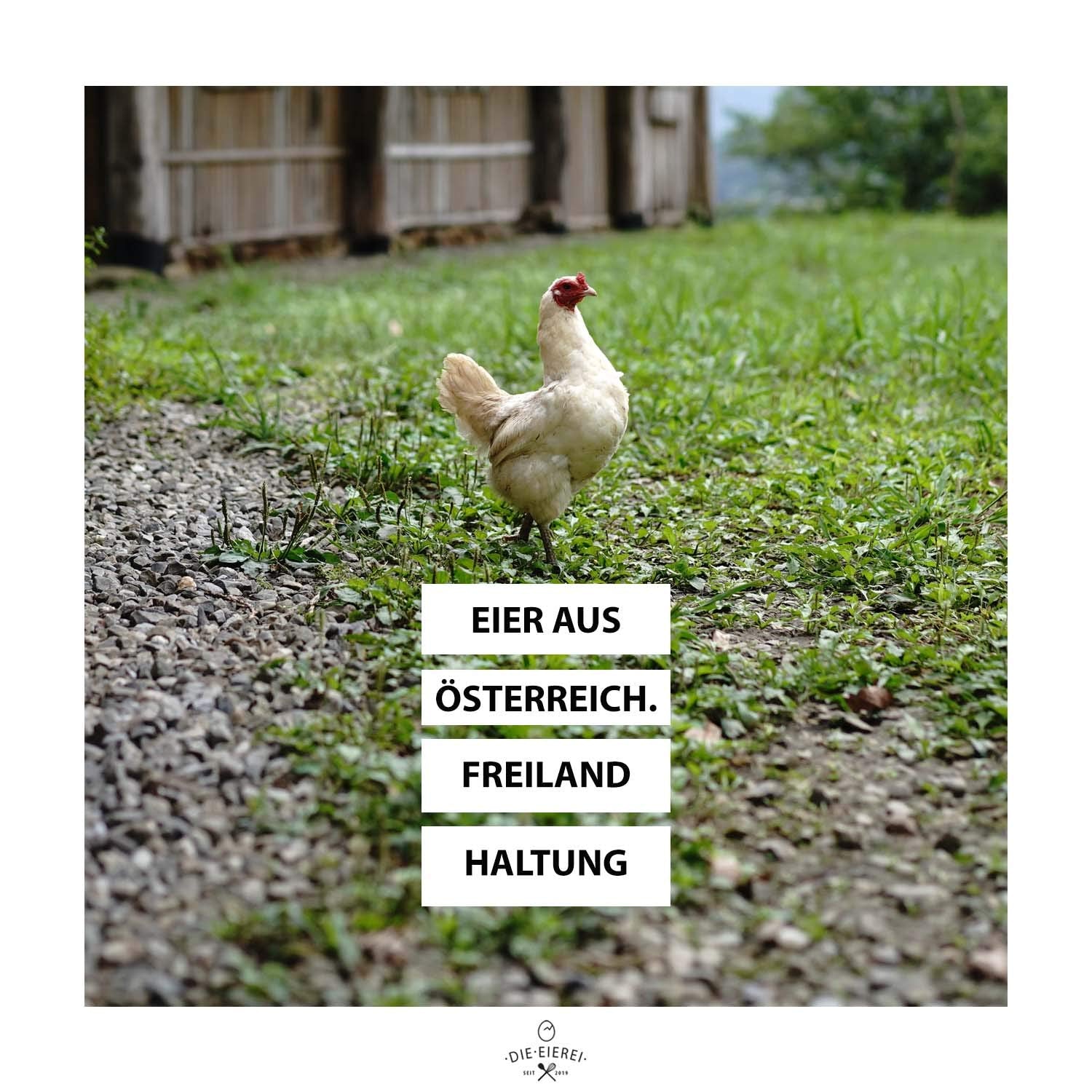 Proteinvital Vollei-Eig-Pulver EIEREI Regional Österreichische Freiland Eier 800g + Anrühr Set, Kraftpapier Doypack mit Zipper