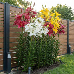 Collection of Giant Lily Bulbs (15 Flower Bulbs), 5 Fragrant Varieties, 5 of Each Color, Dutch Hardy Perennial Mix for the Garden (Large Bulbs, Seedless)