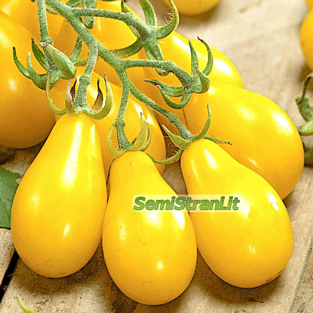 200 TOMATENSAMEN in 20 SELTENE SORTEN REICH an NÄHRSTOFFKONSTANTEN + LEITFADEN: ITALIENISCHE RIESENTOMATE, KRIMSCHWARZ, GRÜNES ZEBRA, INDIGO ROSE, CHEROKEE PURPLE, ROMA, SAN MARZANO Usw