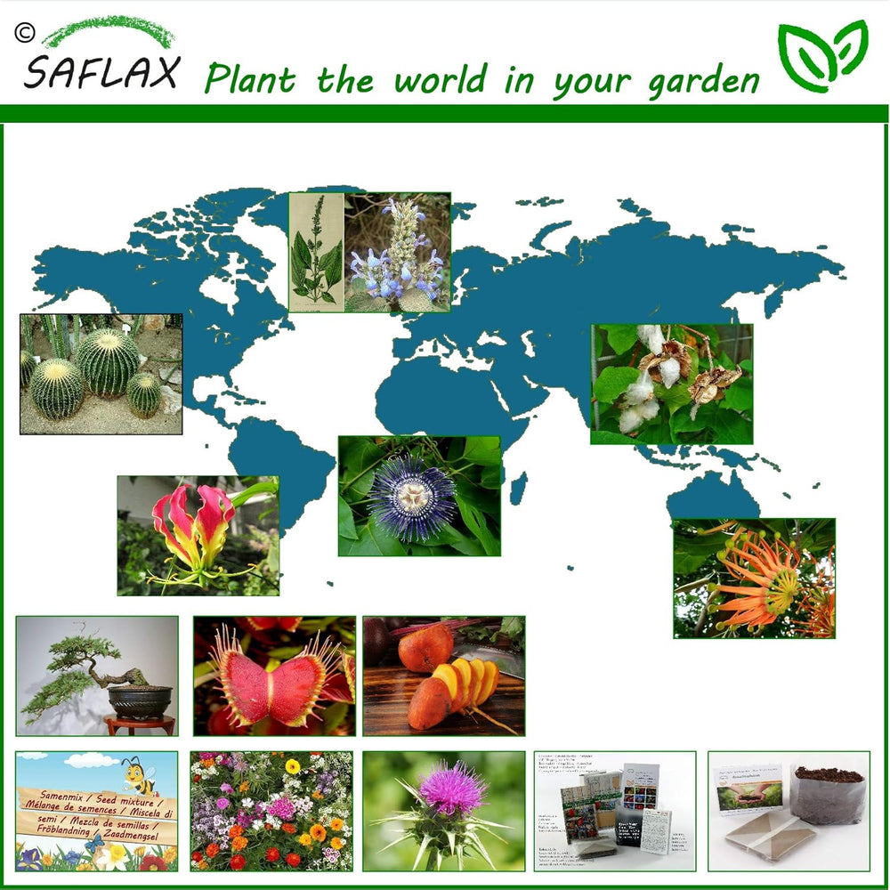 SAFLAX - Kakteen - Königin Der Nacht - 40 Samen - Selenicerus Grandiflorus