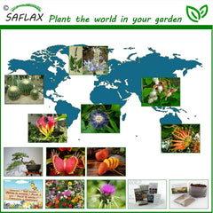 SAFLAX - Heilpflanzen - Edelweiss - 500 Samen - Leontopodium Alpinum