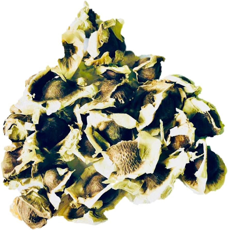 500 Samen Meerrettichbaum -Moringa Oleifera- >>>Der Vitaminbaum Der Sehr Schnell Wächst<<<