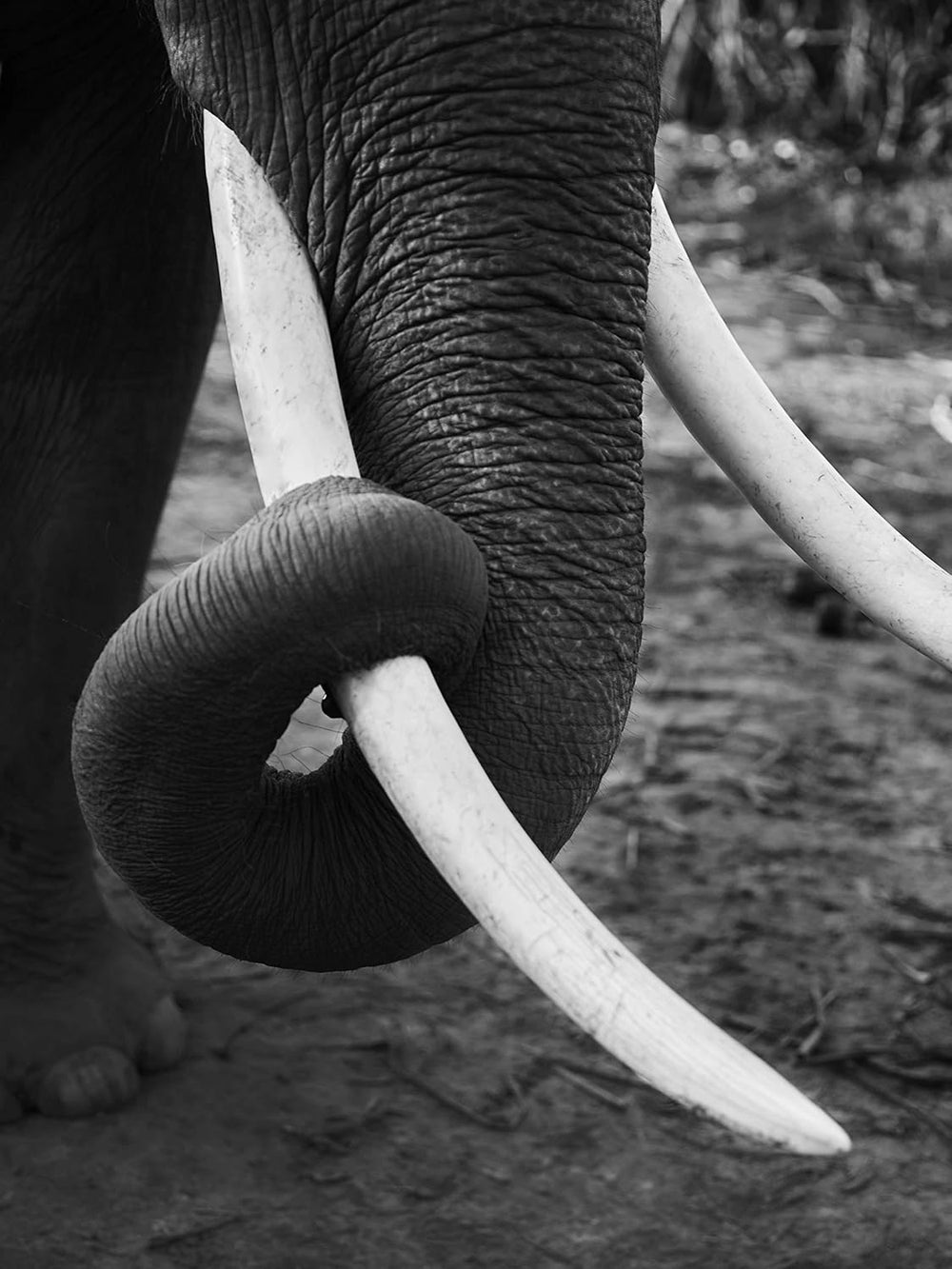 Cafea Black Ivory - 35 de grame de boabe de cafea, boabe întregi, neprăjite, fără arome adăugate, 1 bucată