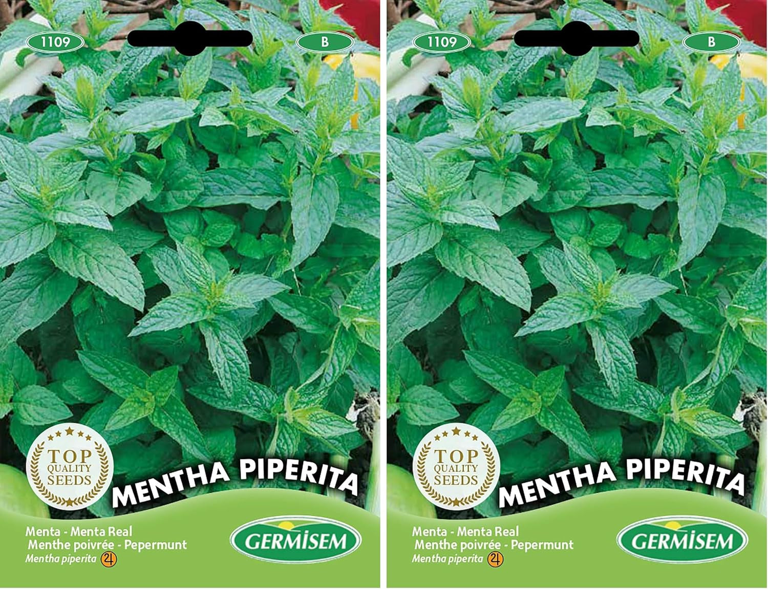 Pfefferminze MENTHA PIPERITA, Mehrfarbig, EC1109 (Packung Mit 2)
