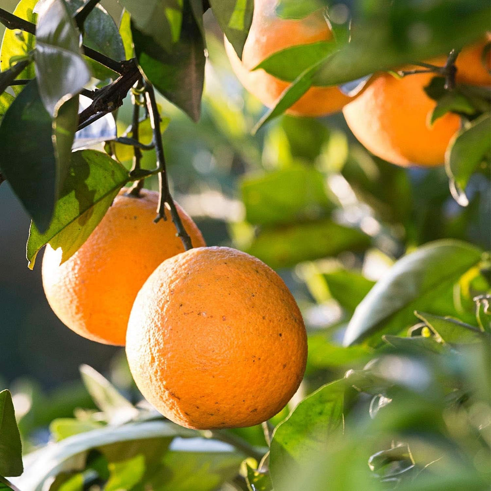 WELEDA Bio Kids 2-in-1 Shampoo and Shower Gel, orange, suitable for children from the age of three (1 x 150 ml) Mother and Child Naty Shop