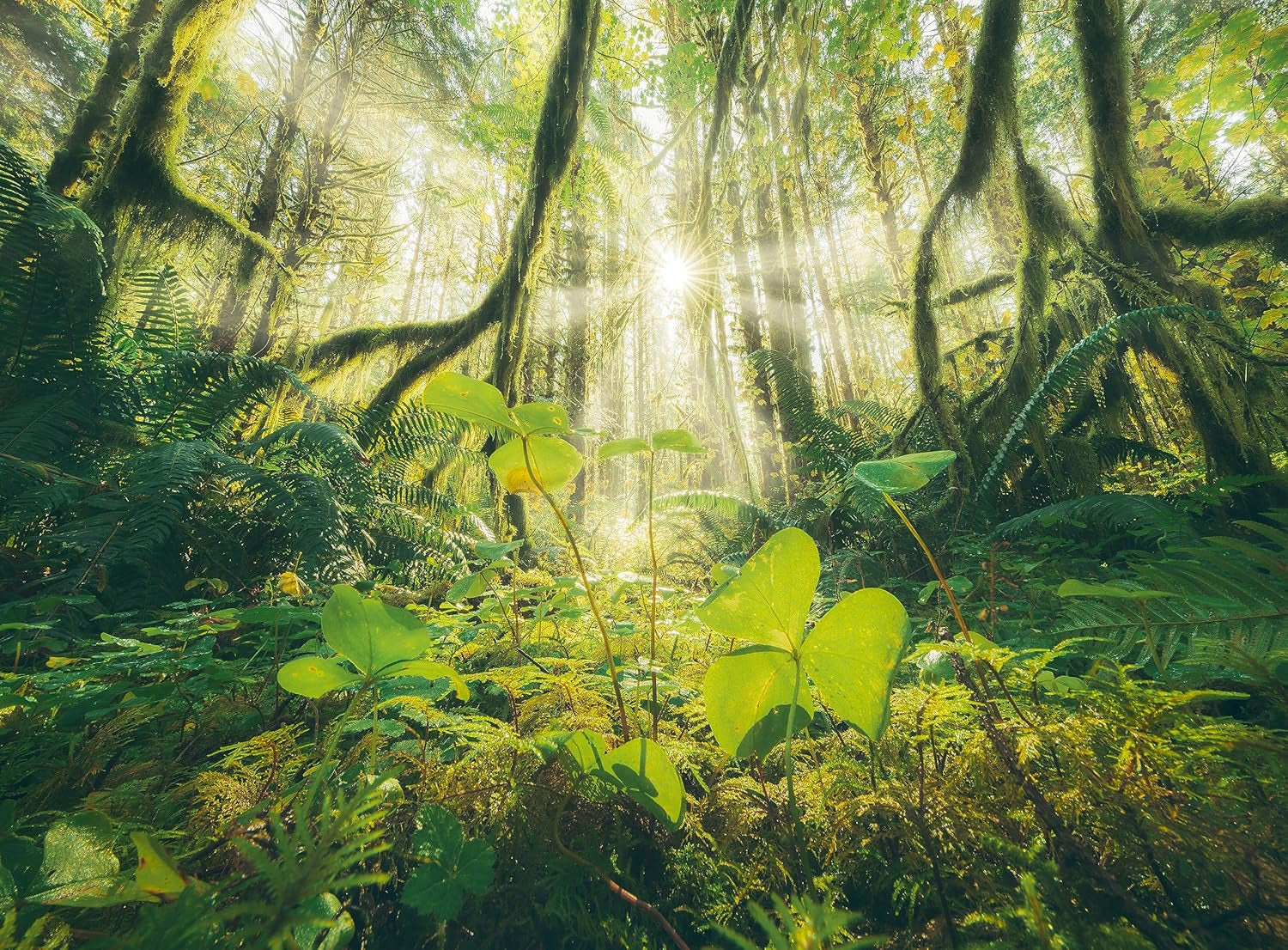 Ravensburger Puzzle - 4 Seasons - 4X 500 piece jigsaw puzzle for adults and children aged 12+ Puzzle Naty Shop