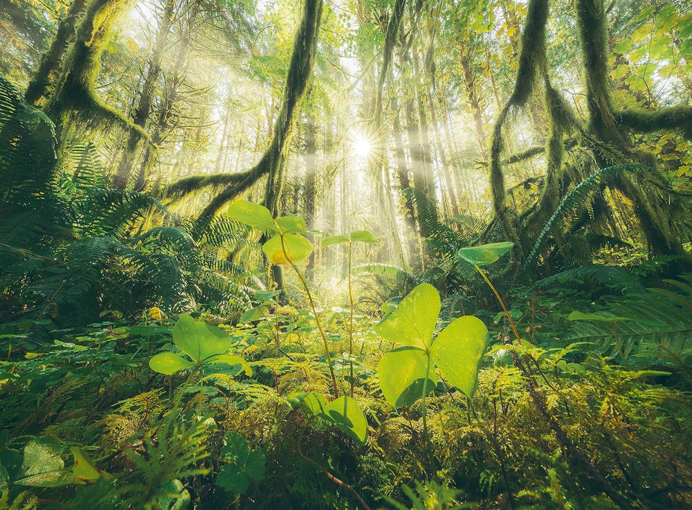 Ravensburger Puzzle - 4 Seasons - 4X 500 piece jigsaw puzzle for adults and children aged 12+ Puzzle Naty Shop