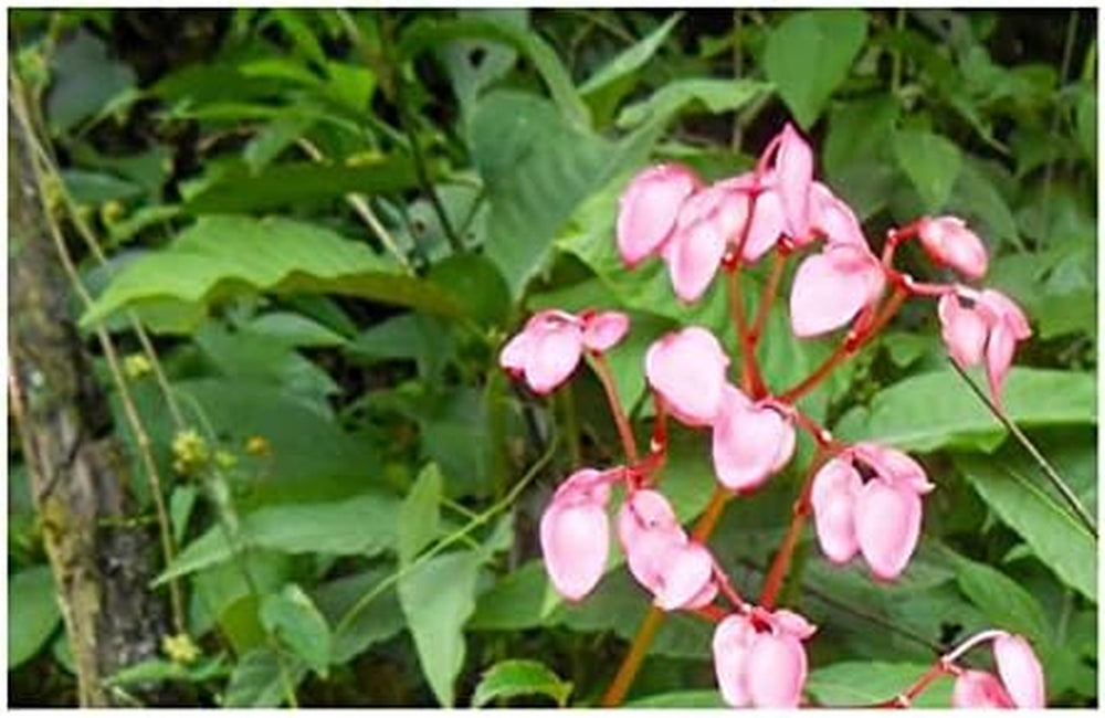 Stk - 10X Begonia Fischeri Ziersträucher Garten Pflanzen - Samen ID333 -