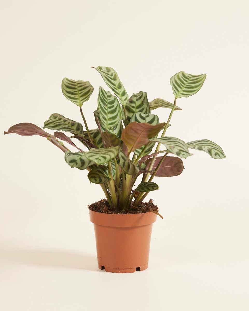 Baby Ctenanthe Burle Marxii - Zimmerpflanzen, Pflanzen Echt, Nachhaltige Verpackung - 2Cm Stecklinge - Höhe 15Cm - Direkt Von Der Gärtnerei