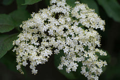 50 Samen Von Sambucus Nigra (Holunder Oder Schwarzer Holunder)