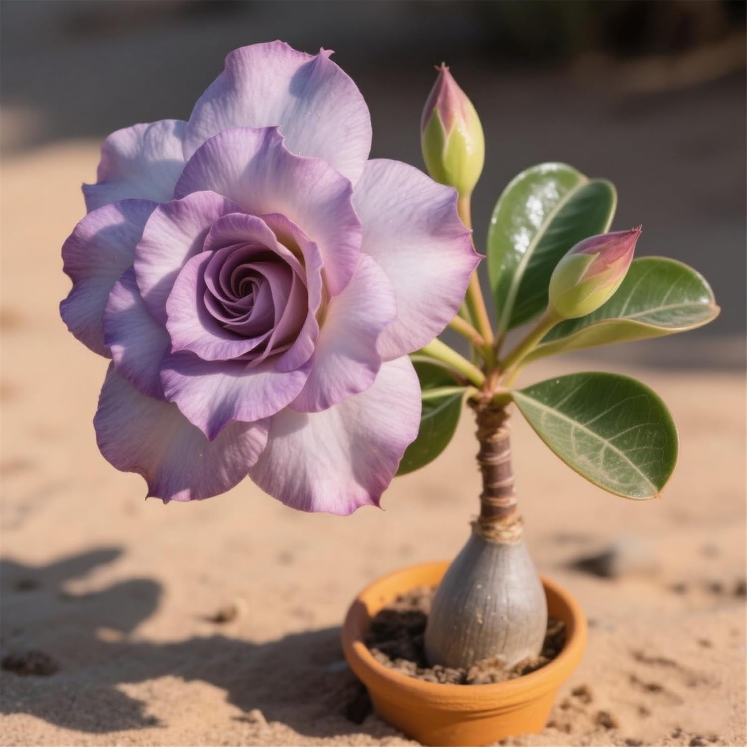 Lebende Pflanzen,Winterhart pflanzen, Mehrjährige Blumenzwiebel ist winterhart, Mysteriöse magische Glühbirne, Blumenzwiebel Mix,3 years-1 Wüstenrose knollen -I