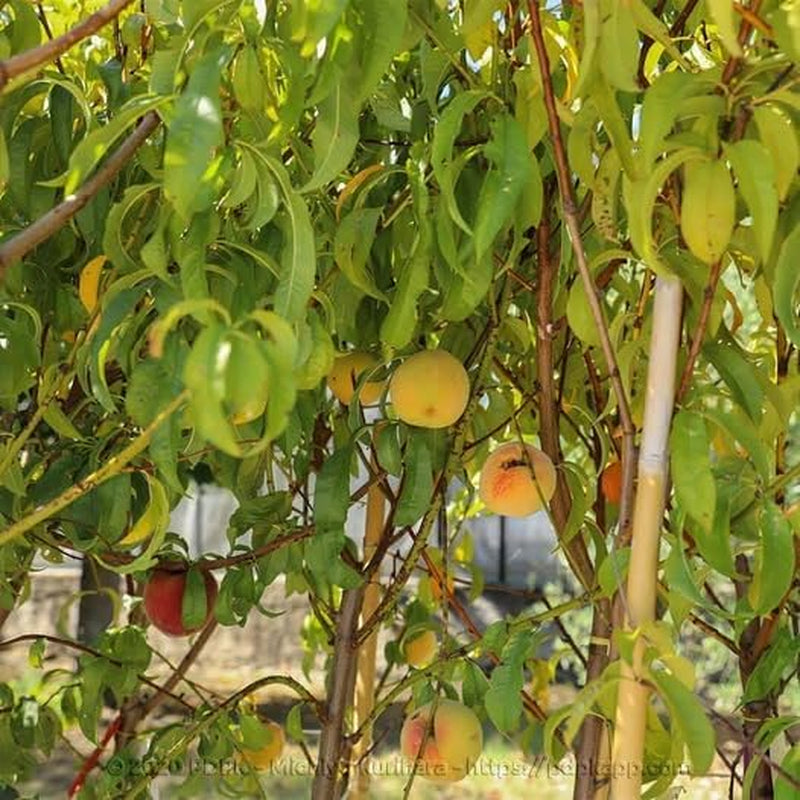 Pfirsiche Nektarinen Mit Gelbem Fruchtfleisch Indipendence - Obstpflanze Alte Frucht Auf Blumentopf 26 Baum Max 200 Cm – 4 Jahre Anbau Italien