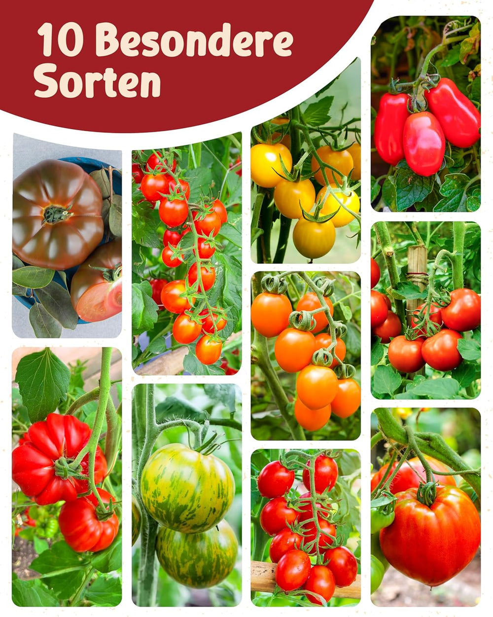 Organic Tomato Seeds in a Set of 10 - 10 Tomato Seeds for Easy Growing in the Garden, Balcony or Raised Bed - Plant Seeds - Seedlings