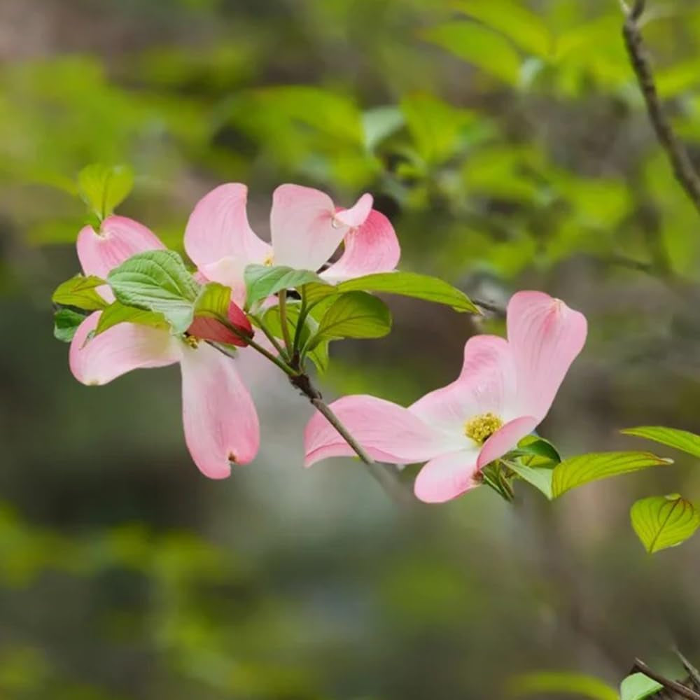 Cornus Kousa, Exotische Hartriegel, Blühende Sträucher Winterhart Balkon Alte Sorten Balkonpflanzen 150Samen