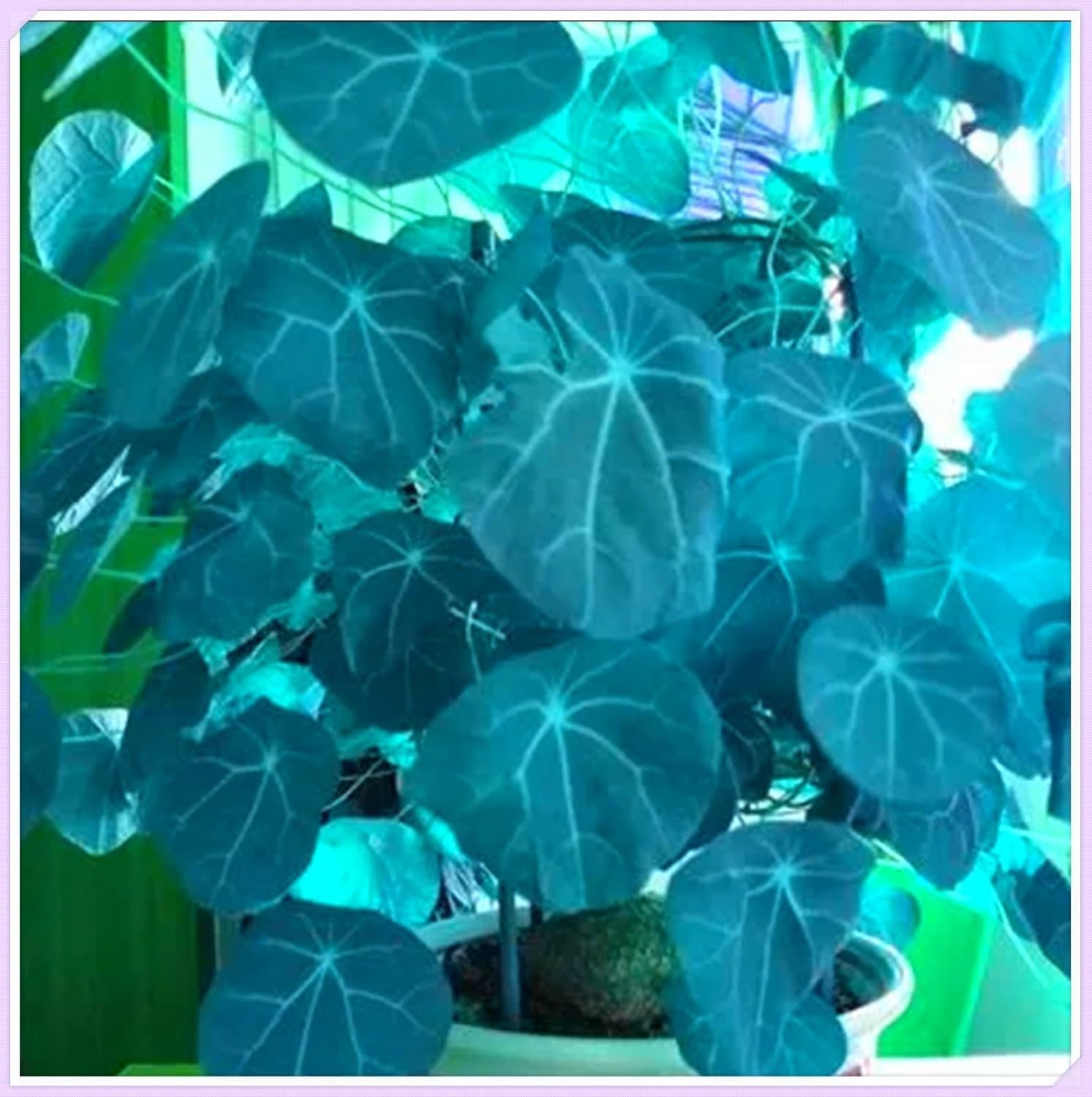 Blumenzwiebel Mix, Winterhart zwiebeln, Winterhart pflanzen, Mehrjährige Blumenzwiebel ist winterhart, Mysteriöse magische Glühbirne-4 Pflanzen Funken Hosta Rhizom