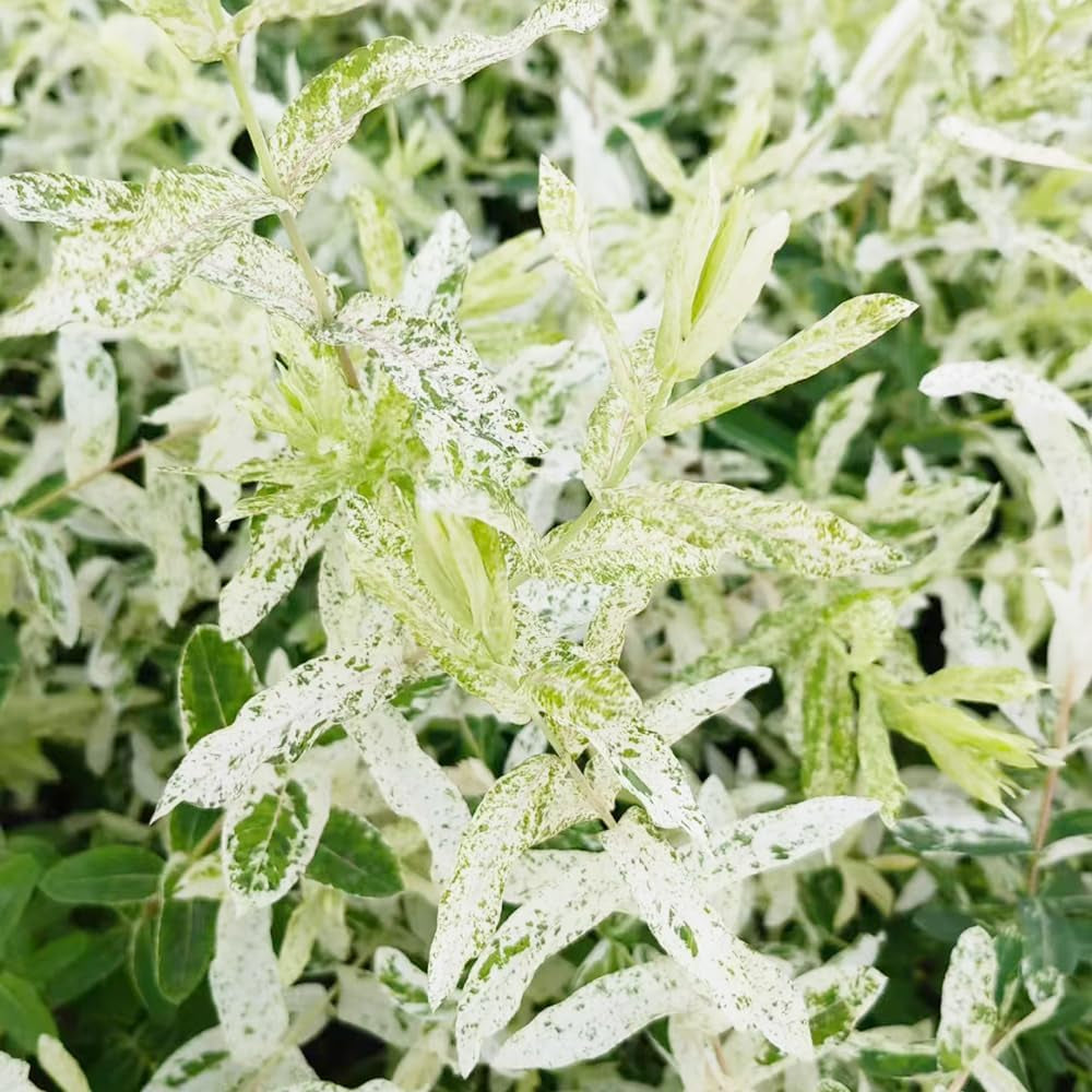 Harlekinweide Stämmchen Exotisch Stauden Winterhart Mehrjährig, Pflanzensamen Heckenpflanzen Hakuro Blumensamen Zierblumen Hecken Sträucher Winterhart 30Samen