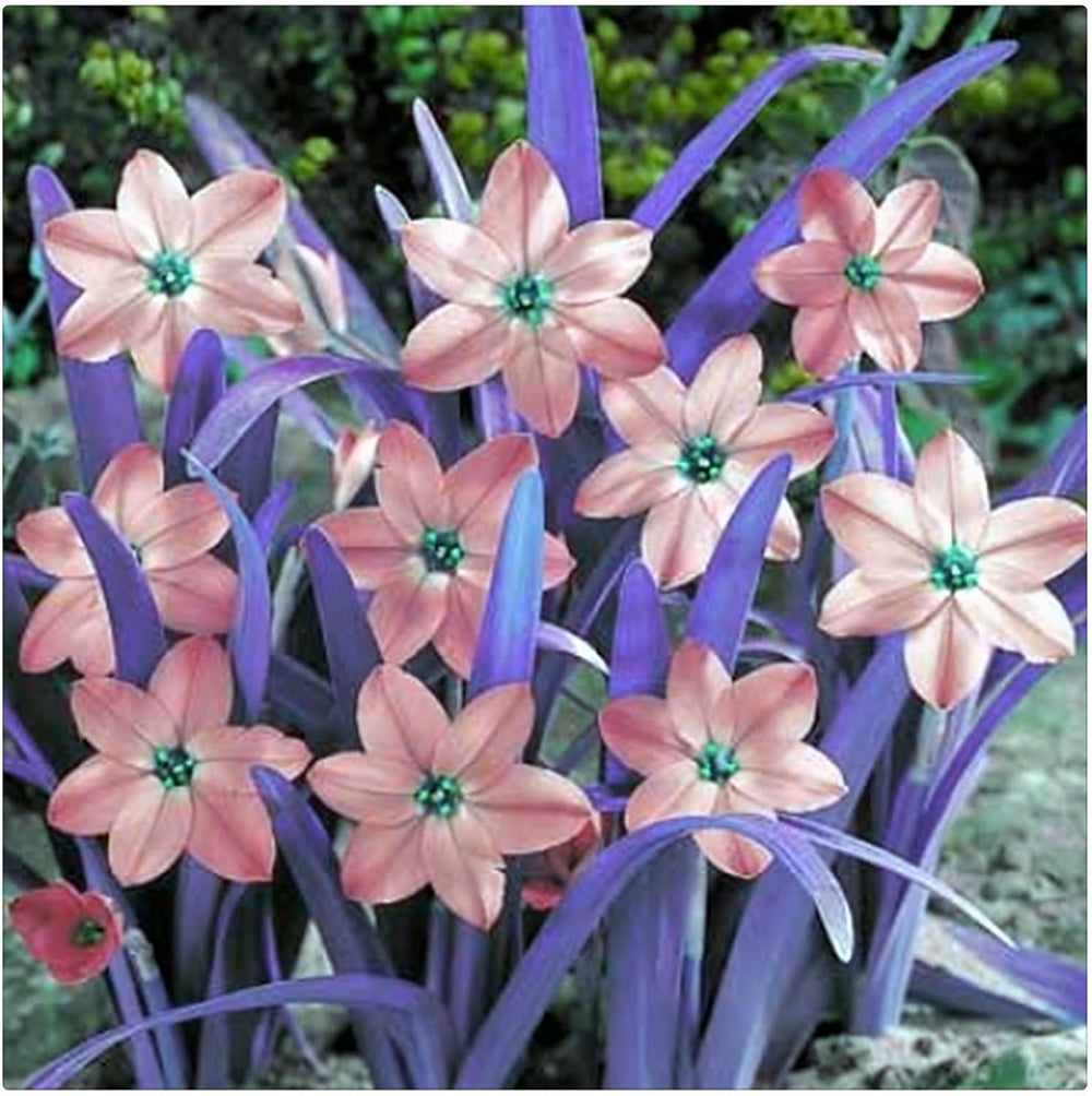 Lebende Pflanzen,Mehrjährige Blumenzwiebel ist winterhart, Winterhart pflanzen, Mysteriöse magische Glühbirne, Blumenzwiebel Mix-4 Oxalis Triangularis Blumenzwiebeln